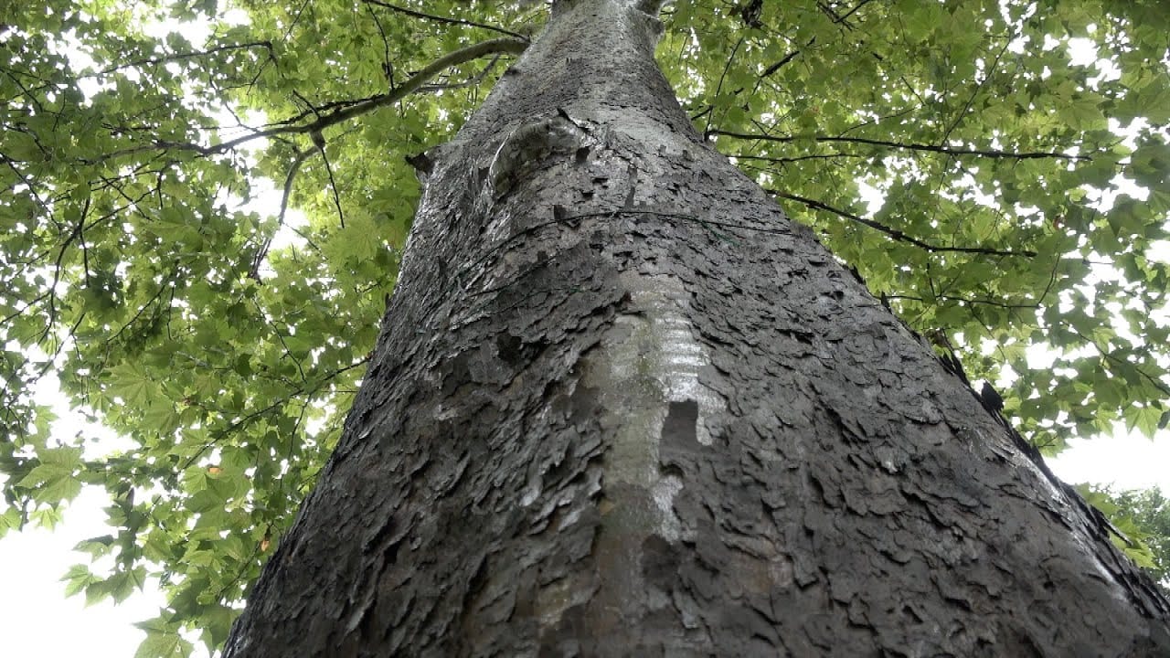 Zelena agenda: Šume (ep. 11)