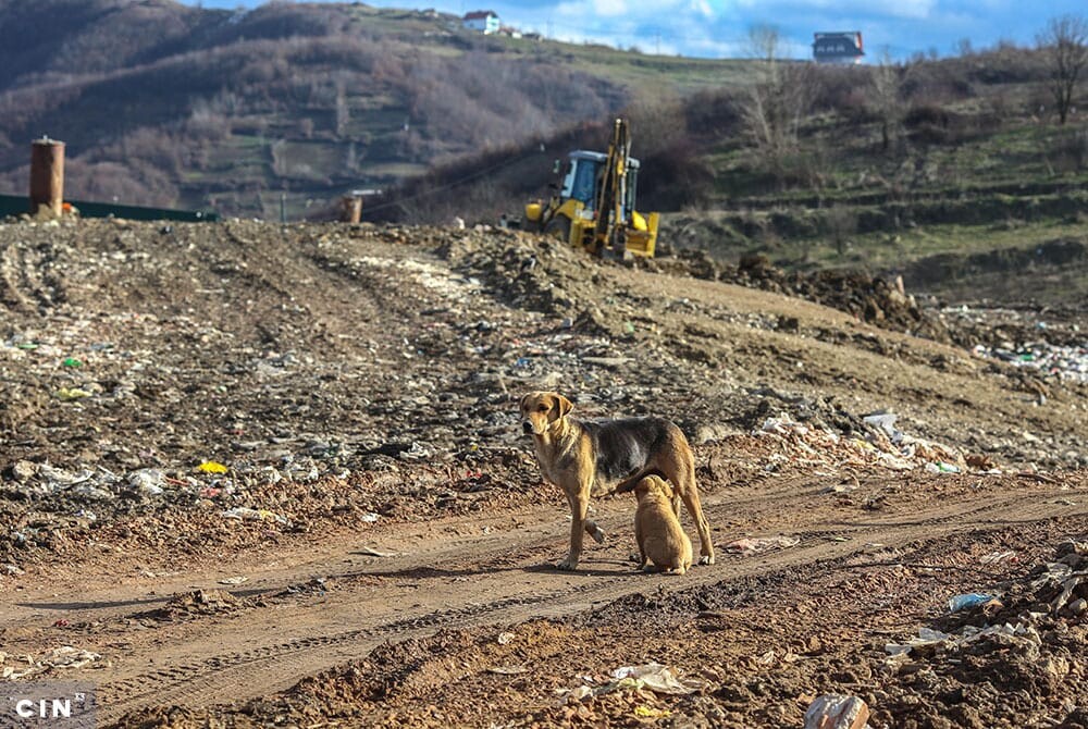 Zivotinje-na-deponiji-Smiljevici.